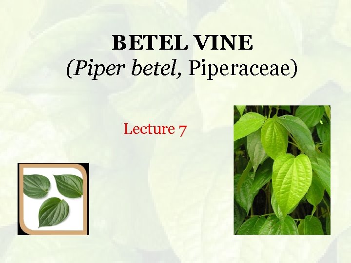 BETEL VINE (Piper betel, Piperaceae) Lecture 7 