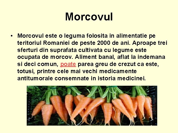 Morcovul • Morcovul este o leguma folosita in alimentatie pe teritoriul Romaniei de peste
