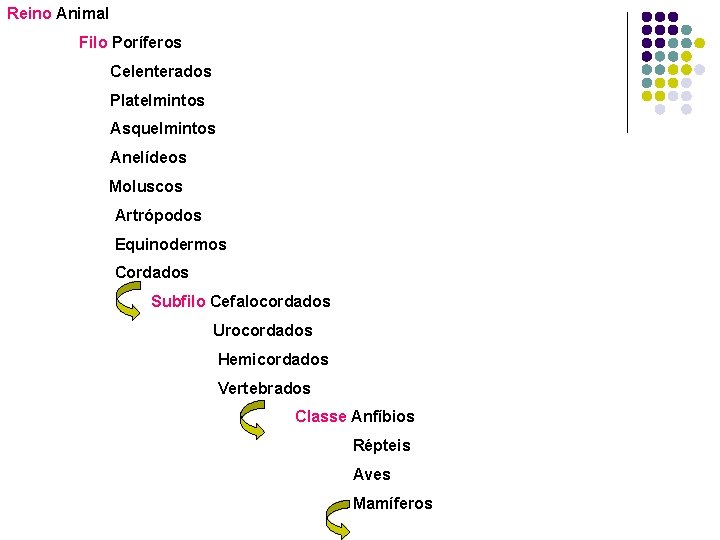 Reino Animal Filo Poríferos Celenterados Platelmintos Asquelmintos Anelídeos Moluscos Artrópodos Equinodermos Cordados Subfilo Cefalocordados