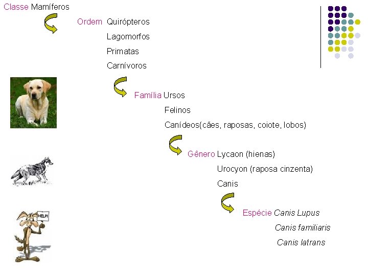 Classe Mamíferos Ordem Quirópteros Lagomorfos Primatas Carnívoros Família Ursos Felinos Canídeos(cães, raposas, coiote, lobos)