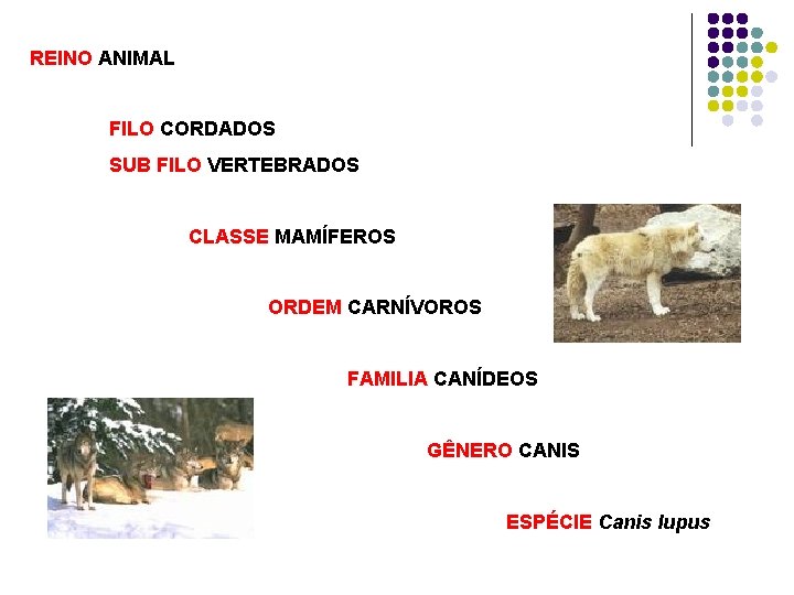 REINO ANIMAL FILO CORDADOS SUB FILO VERTEBRADOS CLASSE MAMÍFEROS ORDEM CARNÍVOROS FAMILIA CANÍDEOS GÊNERO
