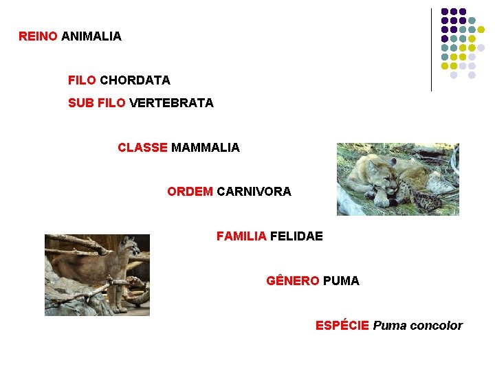 REINO ANIMALIA FILO CHORDATA SUB FILO VERTEBRATA CLASSE MAMMALIA ORDEM CARNIVORA FAMILIA FELIDAE GÊNERO