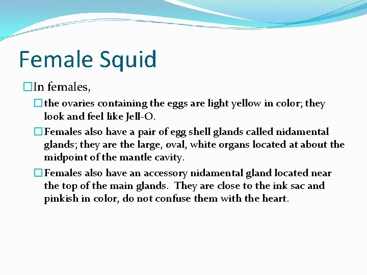 Female Squid �In females, � the ovaries containing the eggs are light yellow in