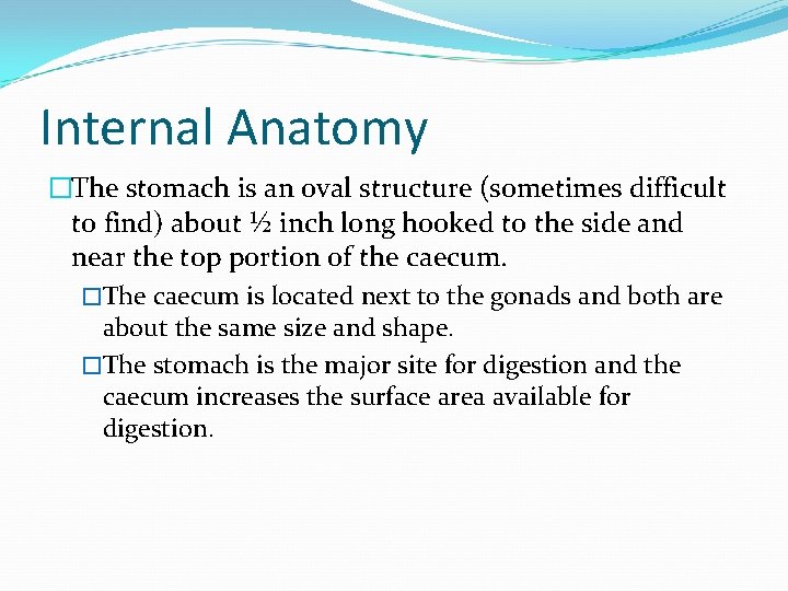 Internal Anatomy �The stomach is an oval structure (sometimes difficult to find) about ½