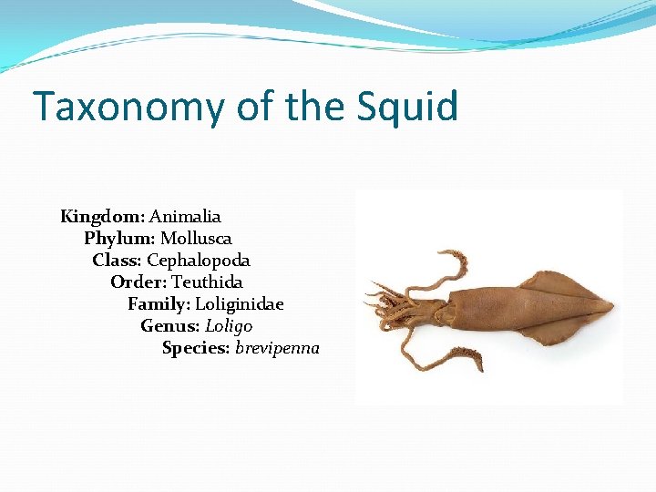 Taxonomy of the Squid Kingdom: Animalia Phylum: Mollusca Class: Cephalopoda Order: Teuthida Family: Loliginidae