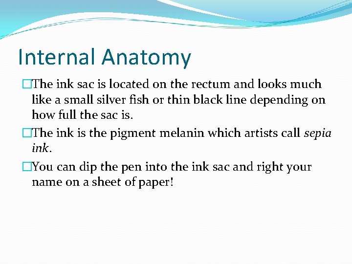 Internal Anatomy �The ink sac is located on the rectum and looks much like