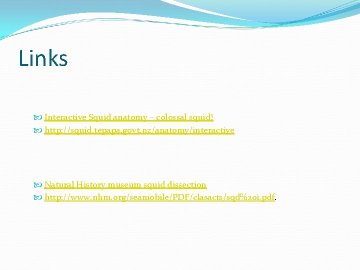 Links Interactive Squid anatomy – colossal squid! http: //squid. tepapa. govt. nz/anatomy/interactive Natural History