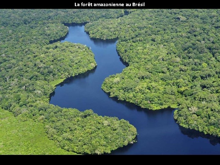 La forêt amazonienne au Brésil 