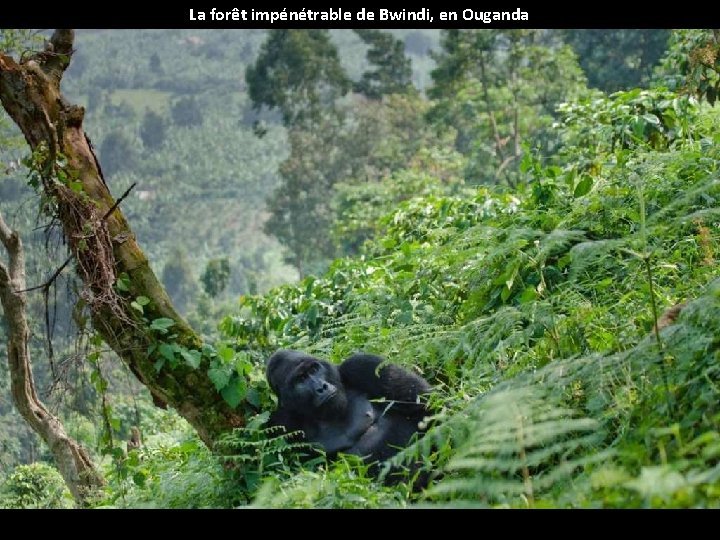 La forêt impénétrable de Bwindi, en Ouganda 