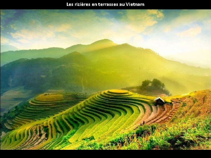 Les rizières en terrasses au Vietnam 