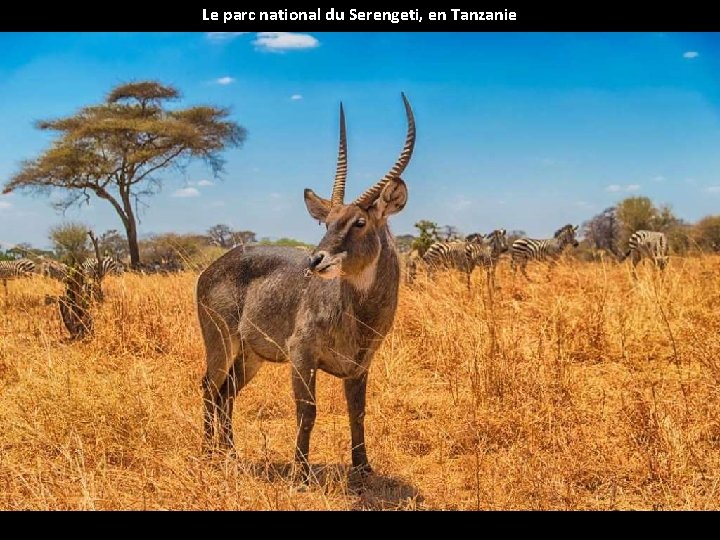 Le parc national du Serengeti, en Tanzanie 