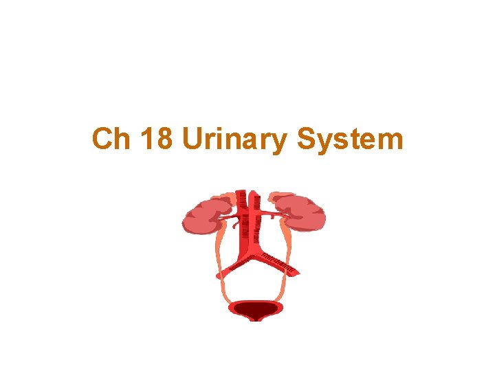 Ch 18 Urinary System 