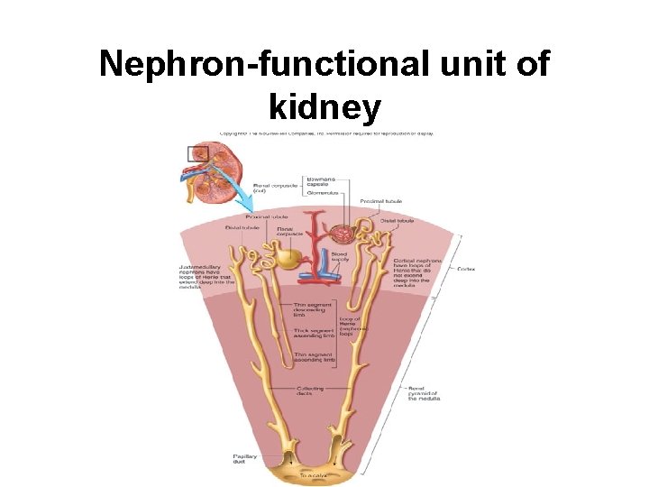 Nephron-functional unit of kidney 