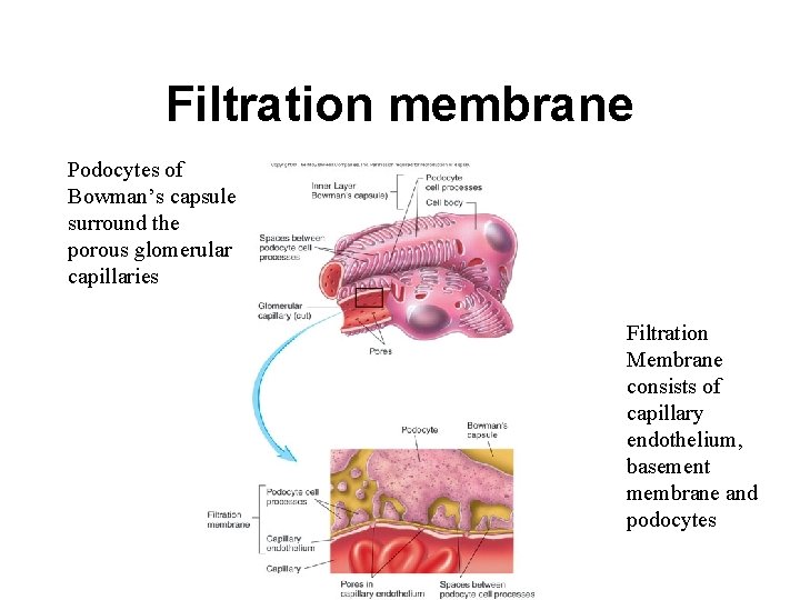 Filtration membrane Podocytes of Bowman’s capsule surround the porous glomerular capillaries Filtration Membrane consists
