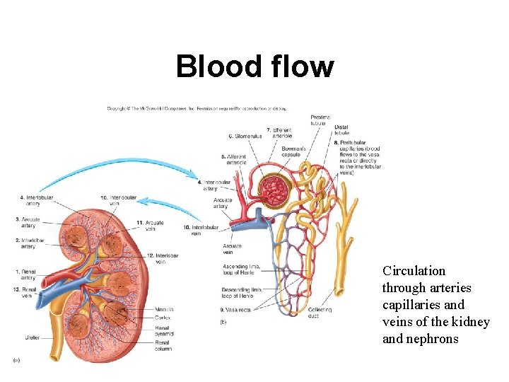 Blood flow Circulation through arteries capillaries and veins of the kidney and nephrons 