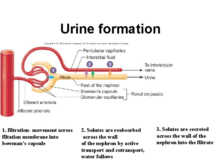 Urine formation 1. filtration- movement across filtation membrane into bowman’s capsule 2. Solutes are