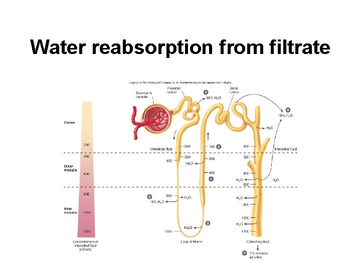 Water reabsorption from filtrate 