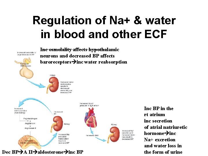 Regulation of Na+ & water in blood and other ECF Inc osmolality affects hypothalamic