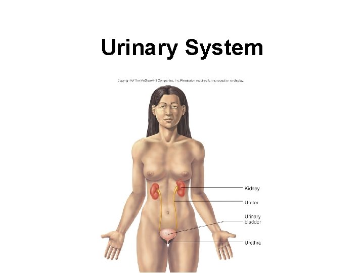 Urinary System 