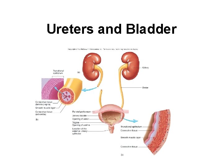 Ureters and Bladder 