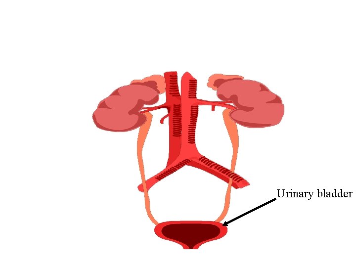 Urinary bladder 