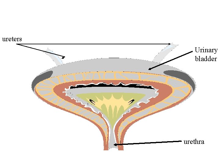 ureters Urinary bladder urethra 
