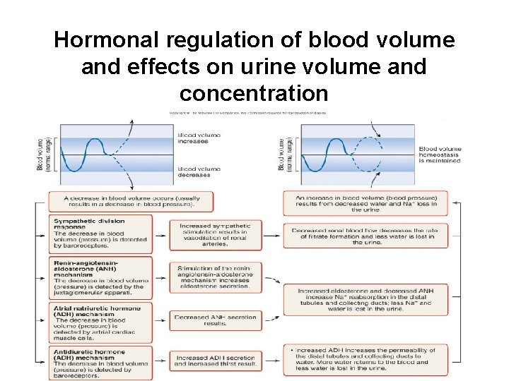 Hormonal regulation of blood volume and effects on urine volume and concentration 