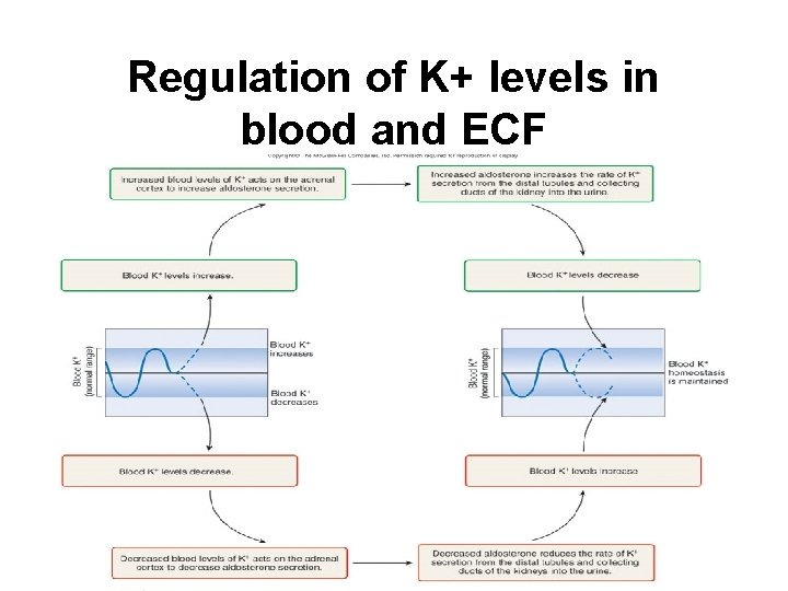 Regulation of K+ levels in blood and ECF 