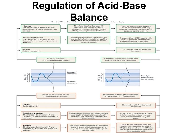 Regulation of Acid-Base Balance 
