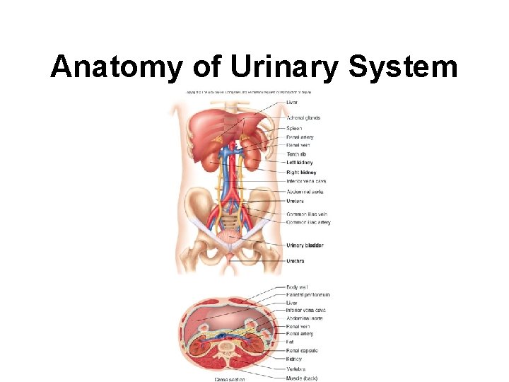 Anatomy of Urinary System 