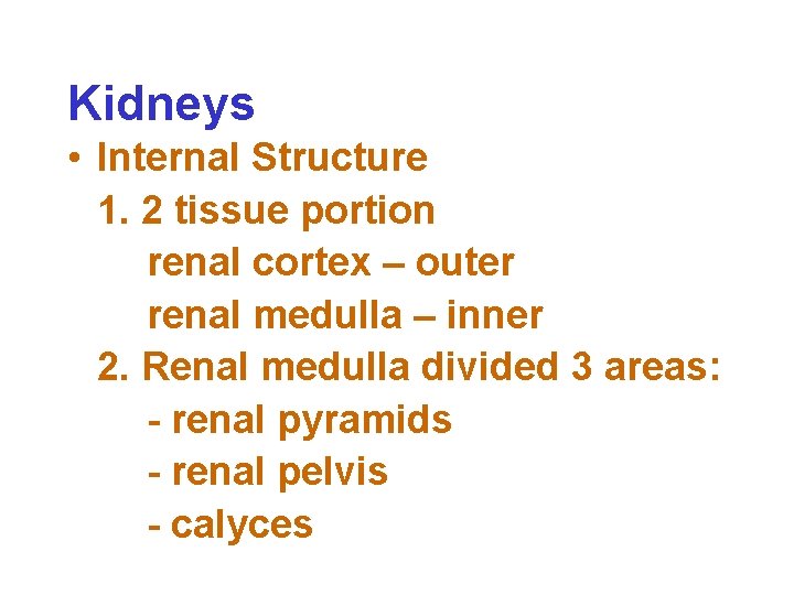 Kidneys • Internal Structure 1. 2 tissue portion renal cortex – outer renal medulla