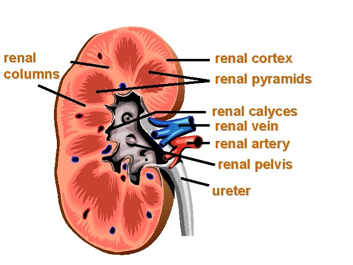 renal columns renal cortex renal pyramids renal calyces renal vein renal artery renal pelvis