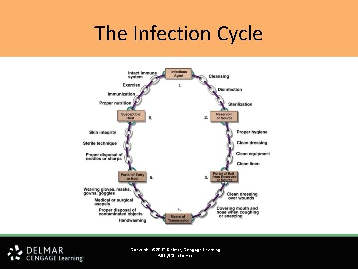 The Infection Cycle Copyright © 2012 Delmar, Cengage Learning. All rights reserved. 