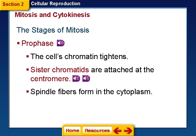 Section 2 Cellular Reproduction Mitosis and Cytokinesis The Stages of Mitosis § Prophase §