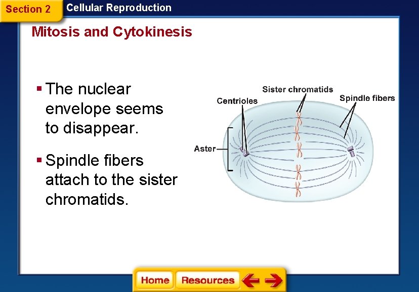 Section 2 Cellular Reproduction Mitosis and Cytokinesis § The nuclear envelope seems to disappear.
