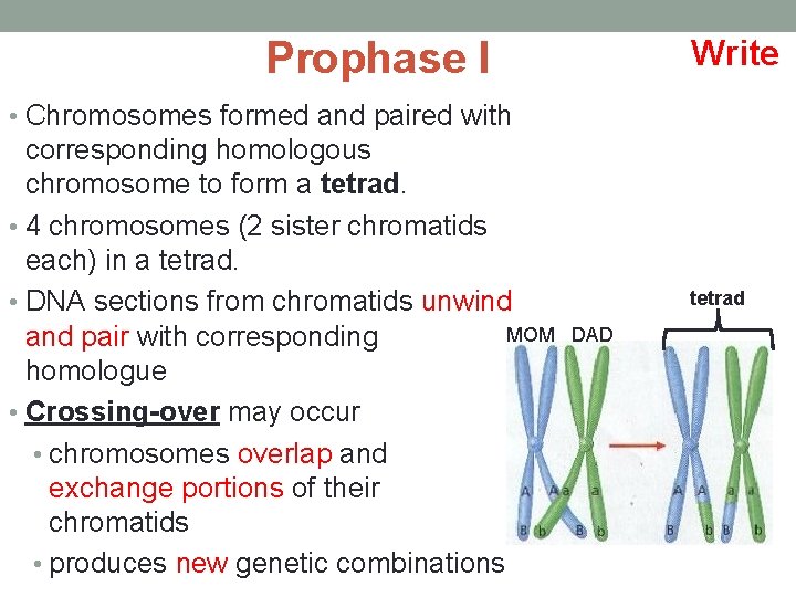 Write Prophase I • Chromosomes formed and paired with corresponding homologous chromosome to form