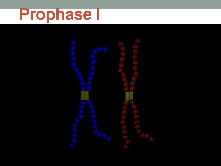 Prophase I 