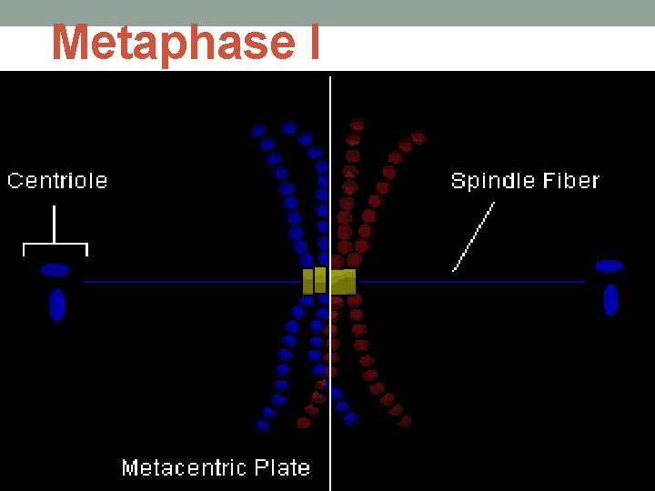 Metaphase I 