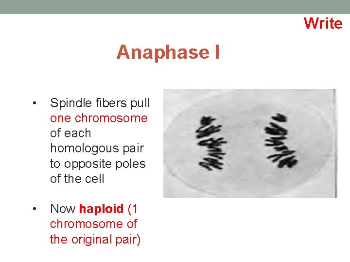Write Anaphase I • Spindle fibers pull one chromosome of each homologous pair to