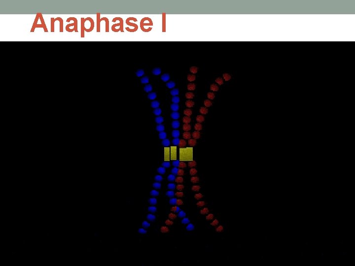 Anaphase I 