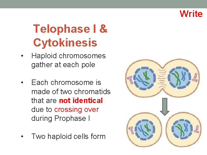 Write Telophase I & Cytokinesis • Haploid chromosomes gather at each pole • Each