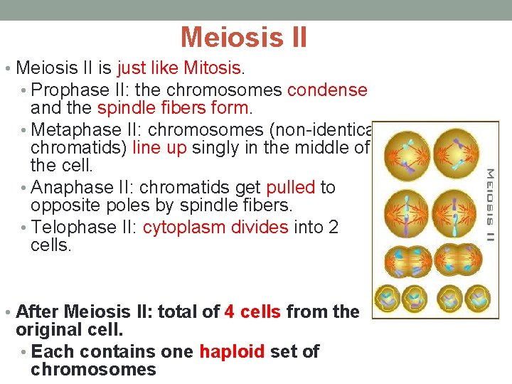 Meiosis II • Meiosis II is just like Mitosis. • Prophase II: the chromosomes