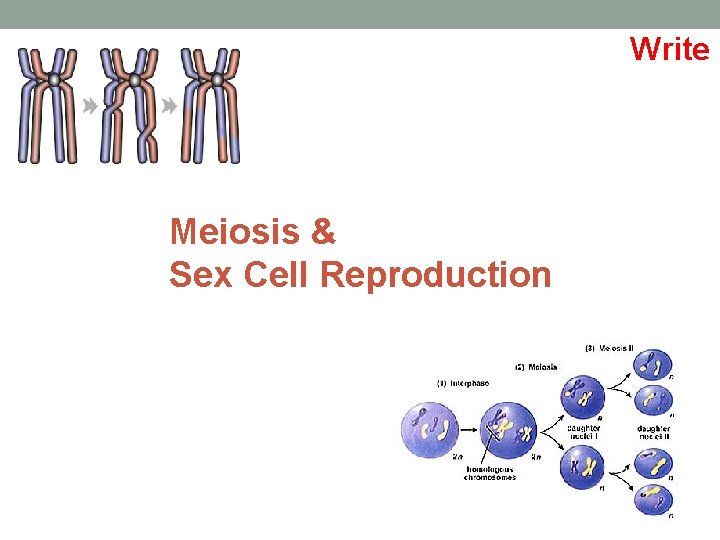 Write Meiosis & Sex Cell Reproduction 