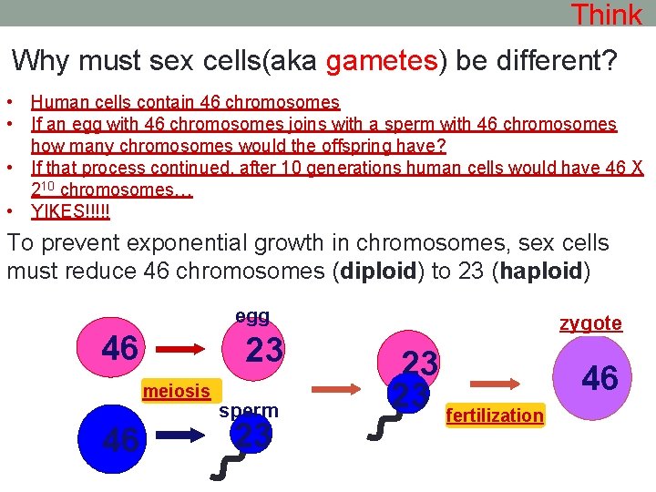 Think Why must sex cells(aka gametes) be different? • Human cells contain 46 chromosomes