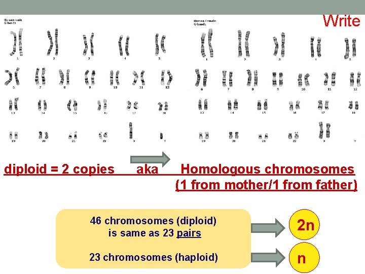 Write diploid = 2 copies aka Homologous chromosomes (1 from mother/1 from father) 46