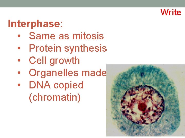 Write Interphase: • Same as mitosis • Protein synthesis • Cell growth • Organelles
