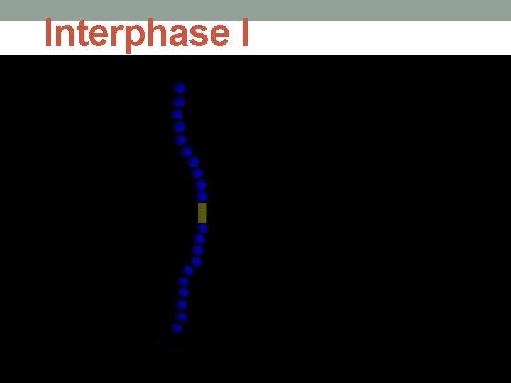 Interphase I 
