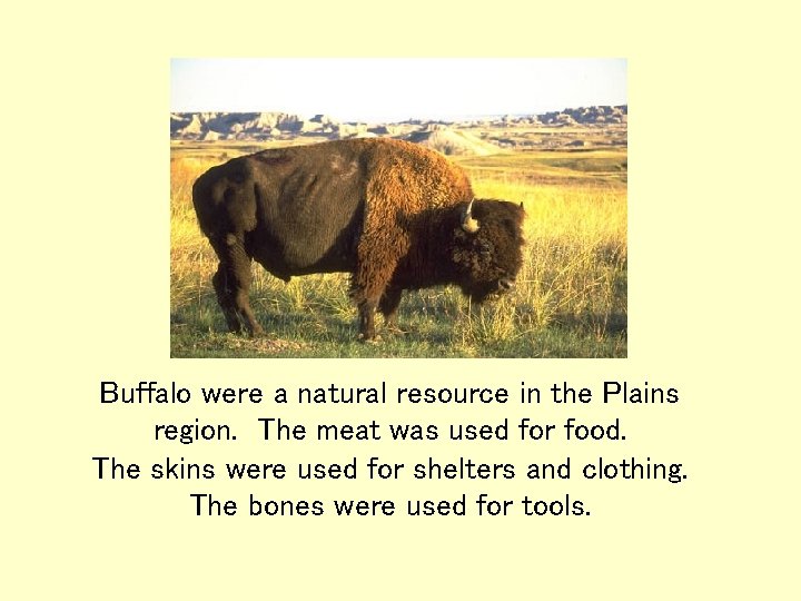 Buffalo were a natural resource in the Plains region. The meat was used for Buffalo were a natural resource in the Plains region. The meat was used for