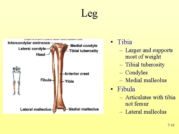 Leg • Tibia – Larger and supports most of weight – Tibial tuberosity –