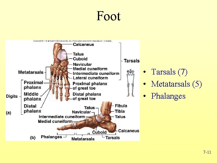 Foot • Tarsals (7) • Metatarsals (5) • Phalanges 7 -11 